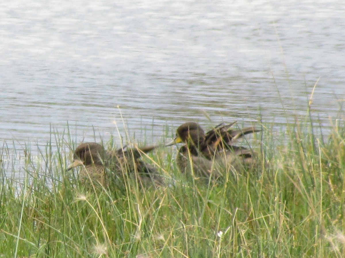 Yellow-billed Teal - ML638138345