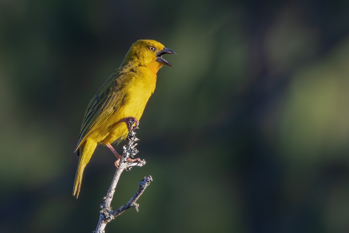Holub's Golden-Weaver - ML638138346