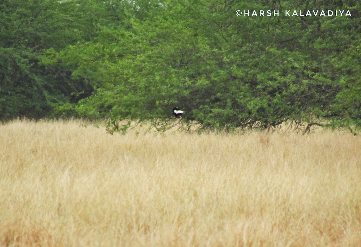 Lesser Florican - ML638138367