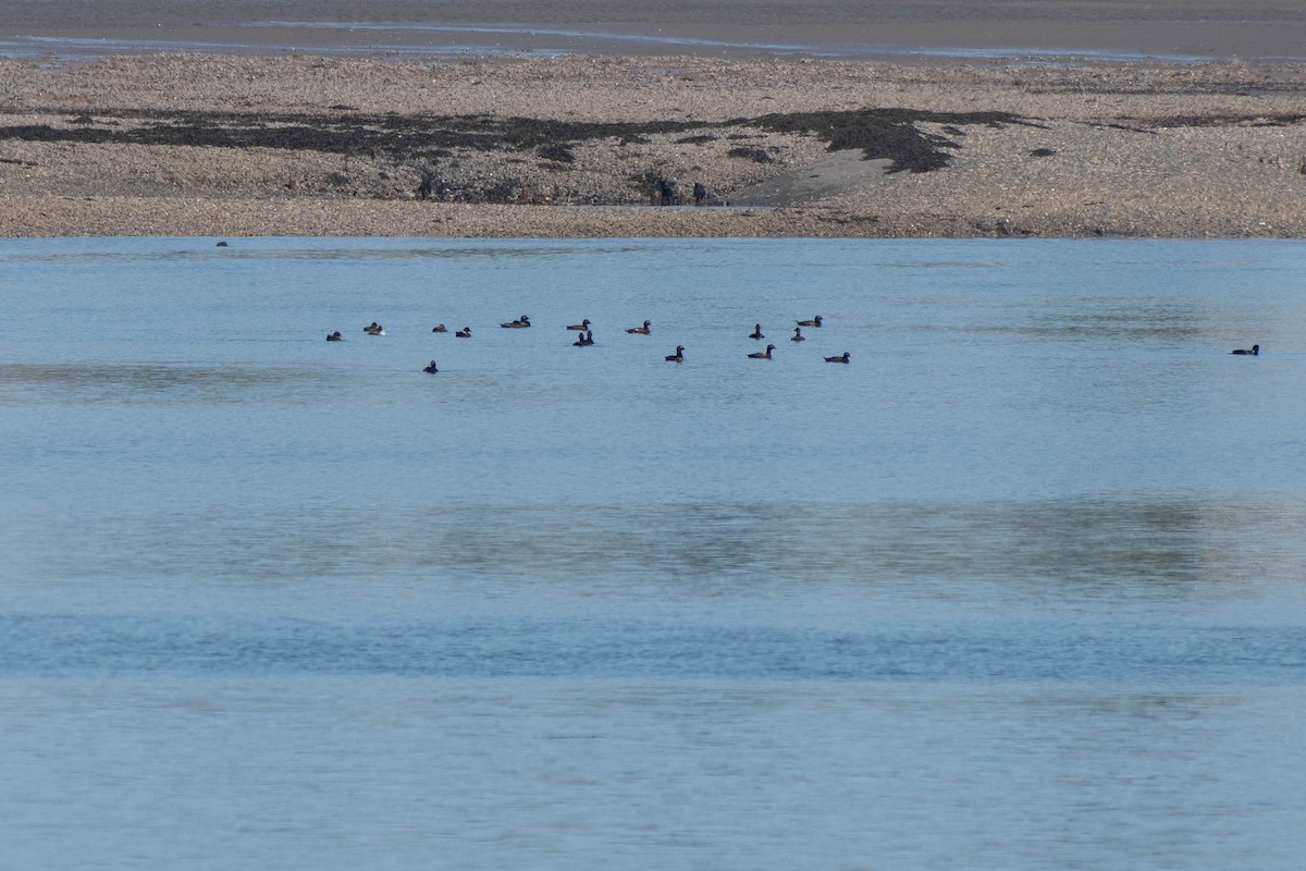 White-winged Scoter - ML638138370