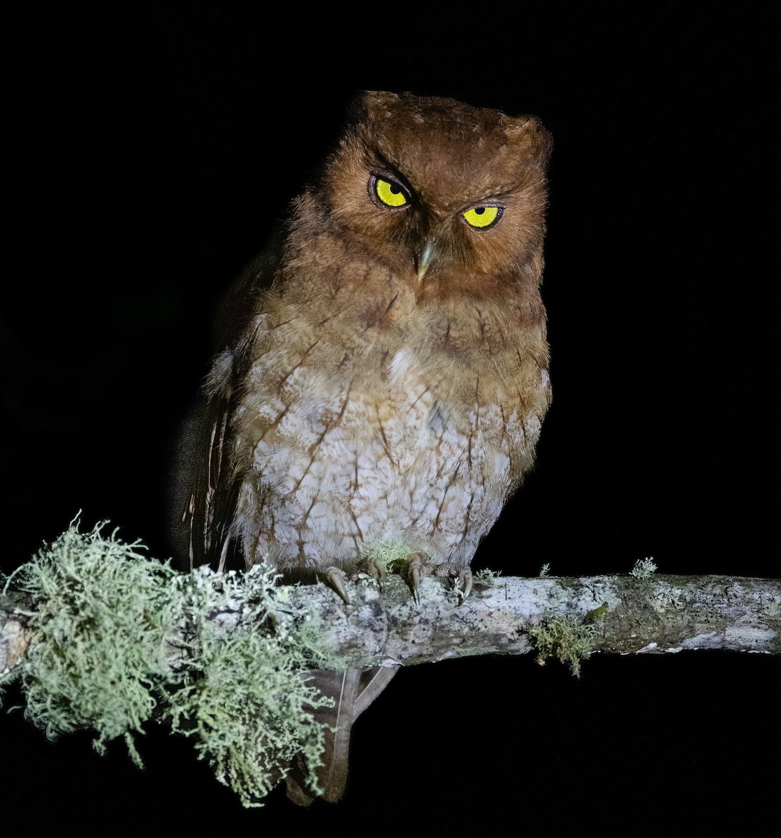 Santa Marta Screech-Owl - ML638138372