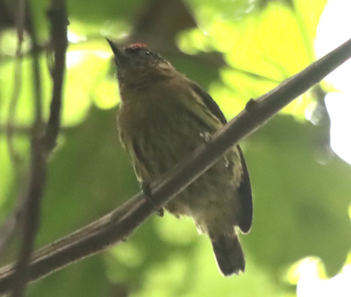 Olivaceous Piculet - ML638138412