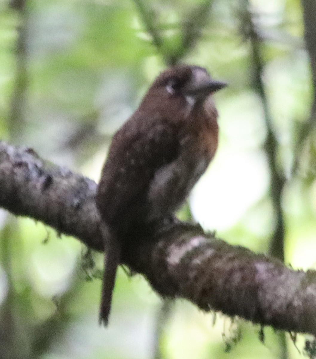 Moustached Puffbird - ML638138439