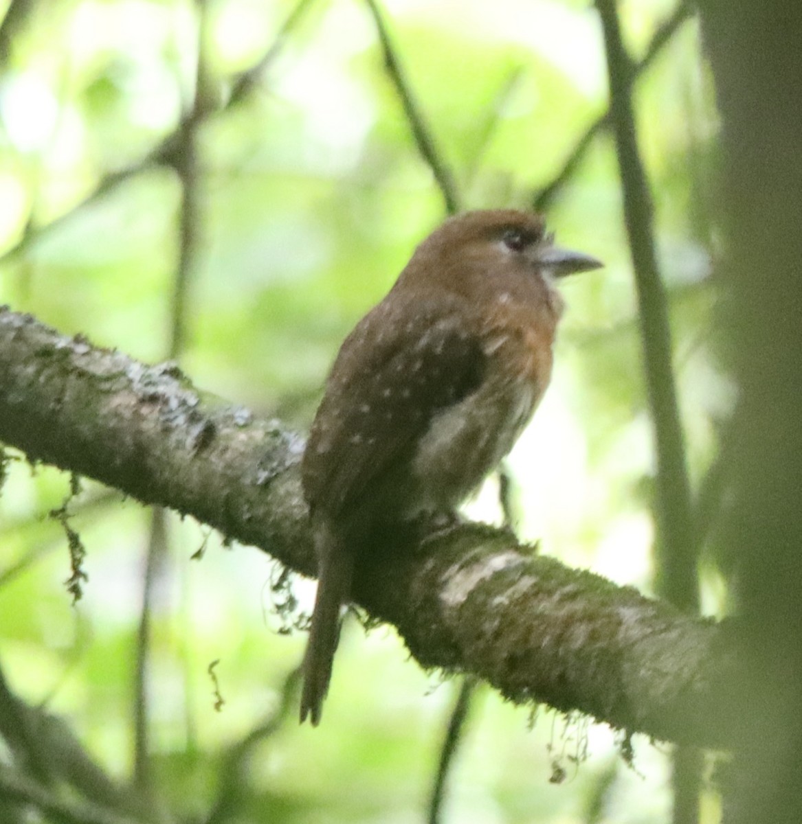 Moustached Puffbird - ML638138440