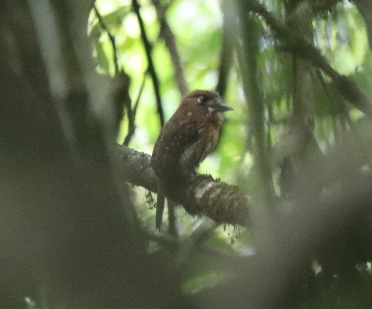 Moustached Puffbird - ML638138441