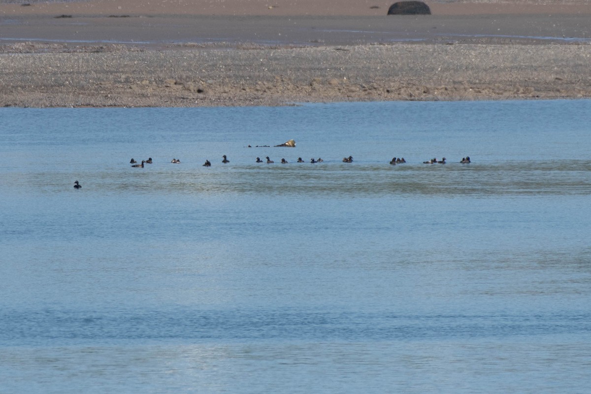 White-winged Scoter - ML638138449
