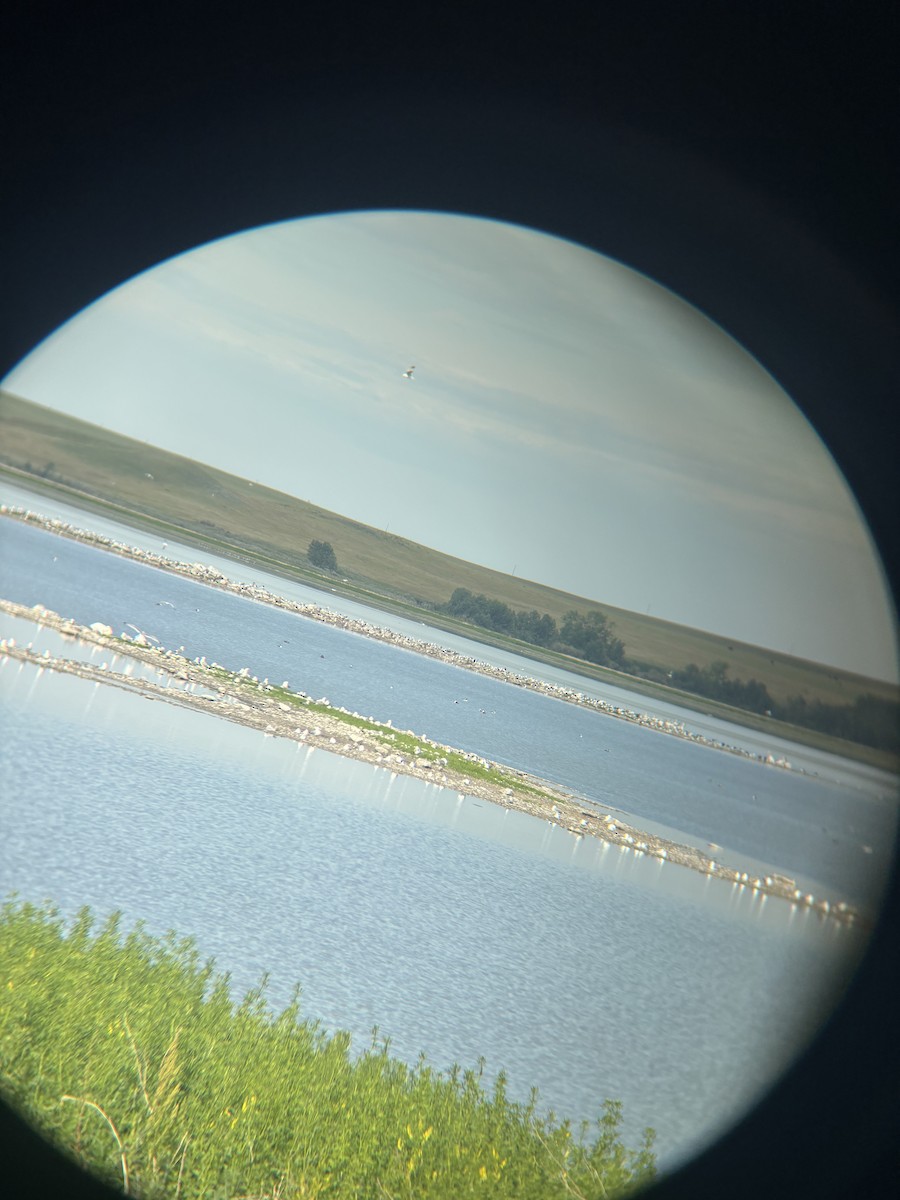 Мартинні sp. - ML638138478