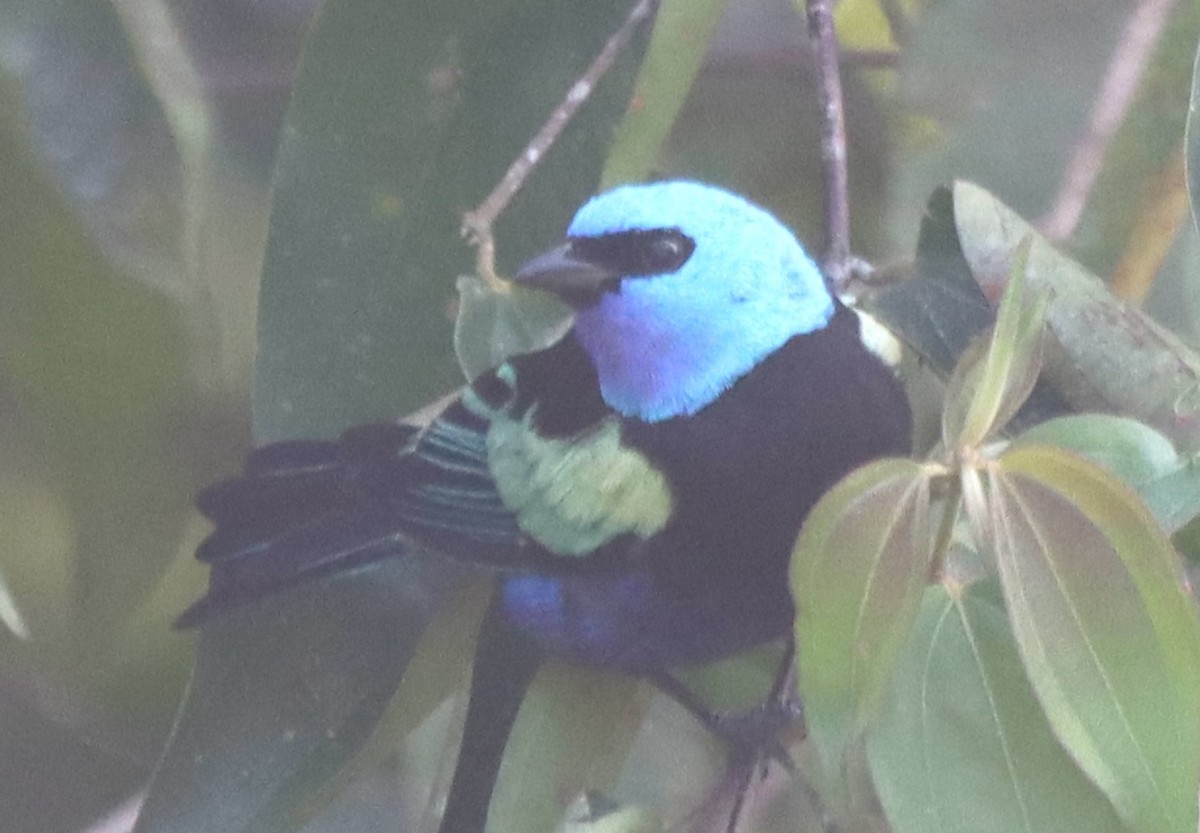 Blue-necked Tanager - ML638138489
