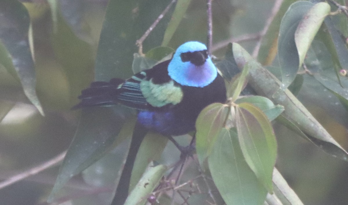 Blue-necked Tanager - ML638138490