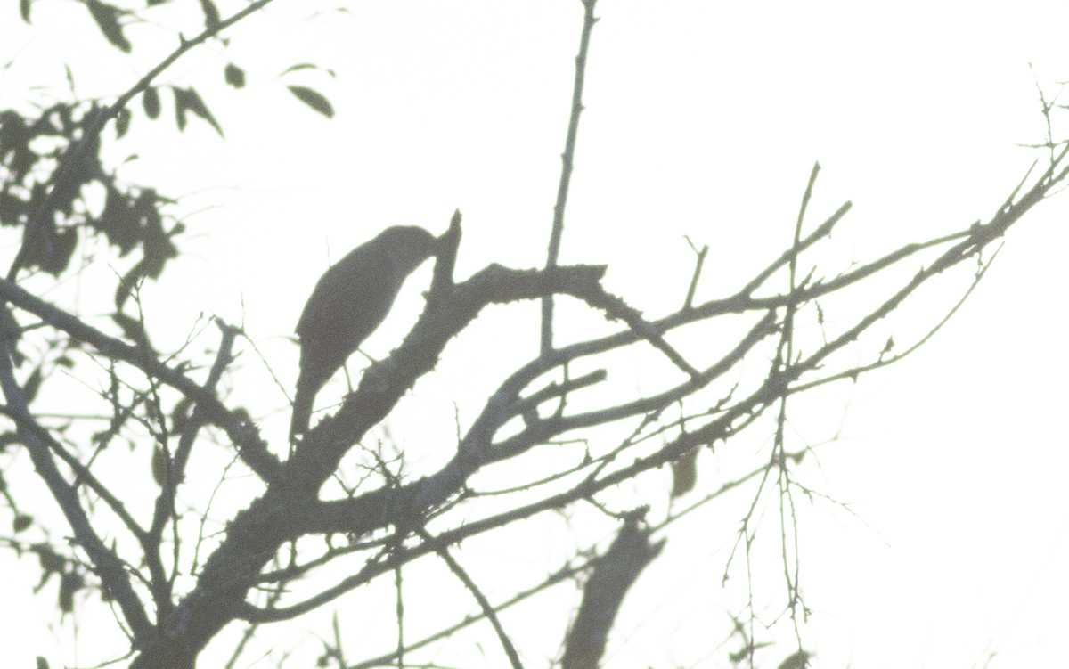 Tiny Hawk - ML638138492