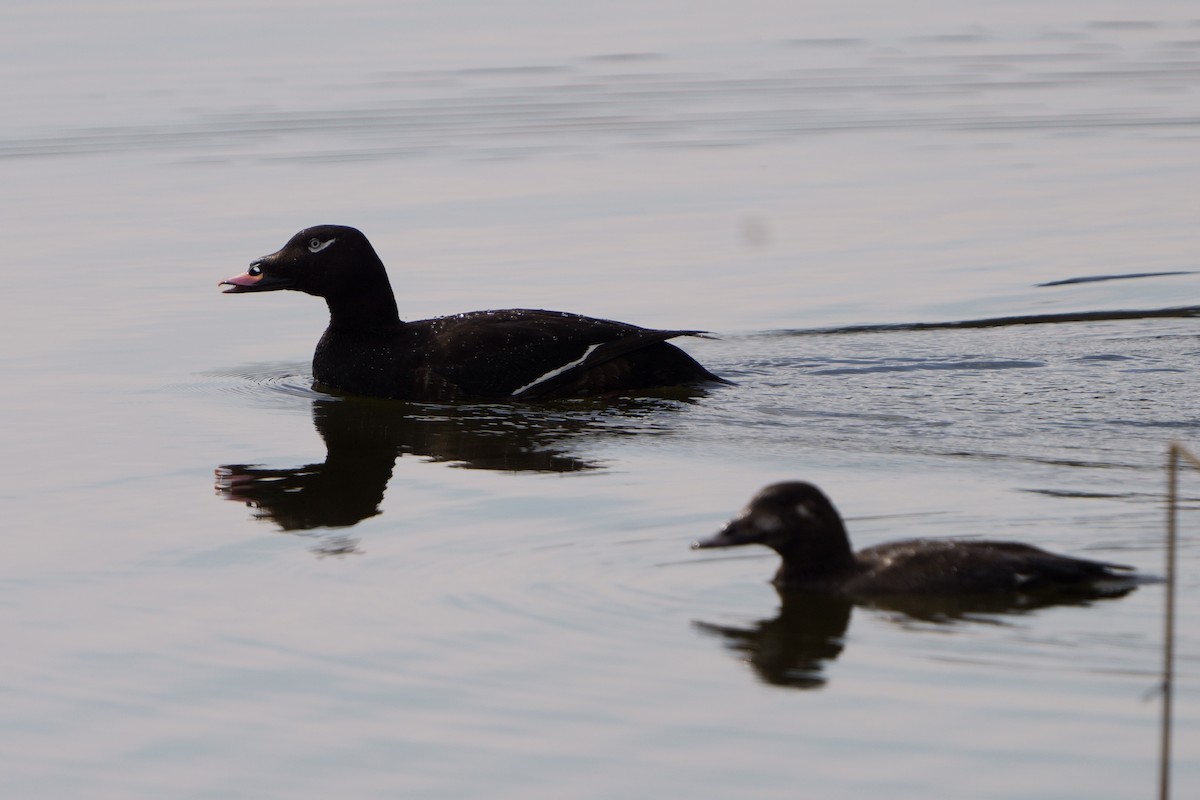White-winged Scoter - ML638138513