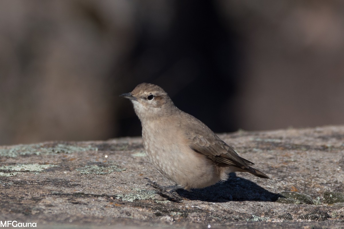 Rufous-banded Miner - ML638138531