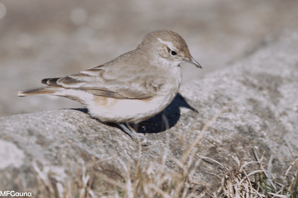 Rufous-banded Miner - ML638138532