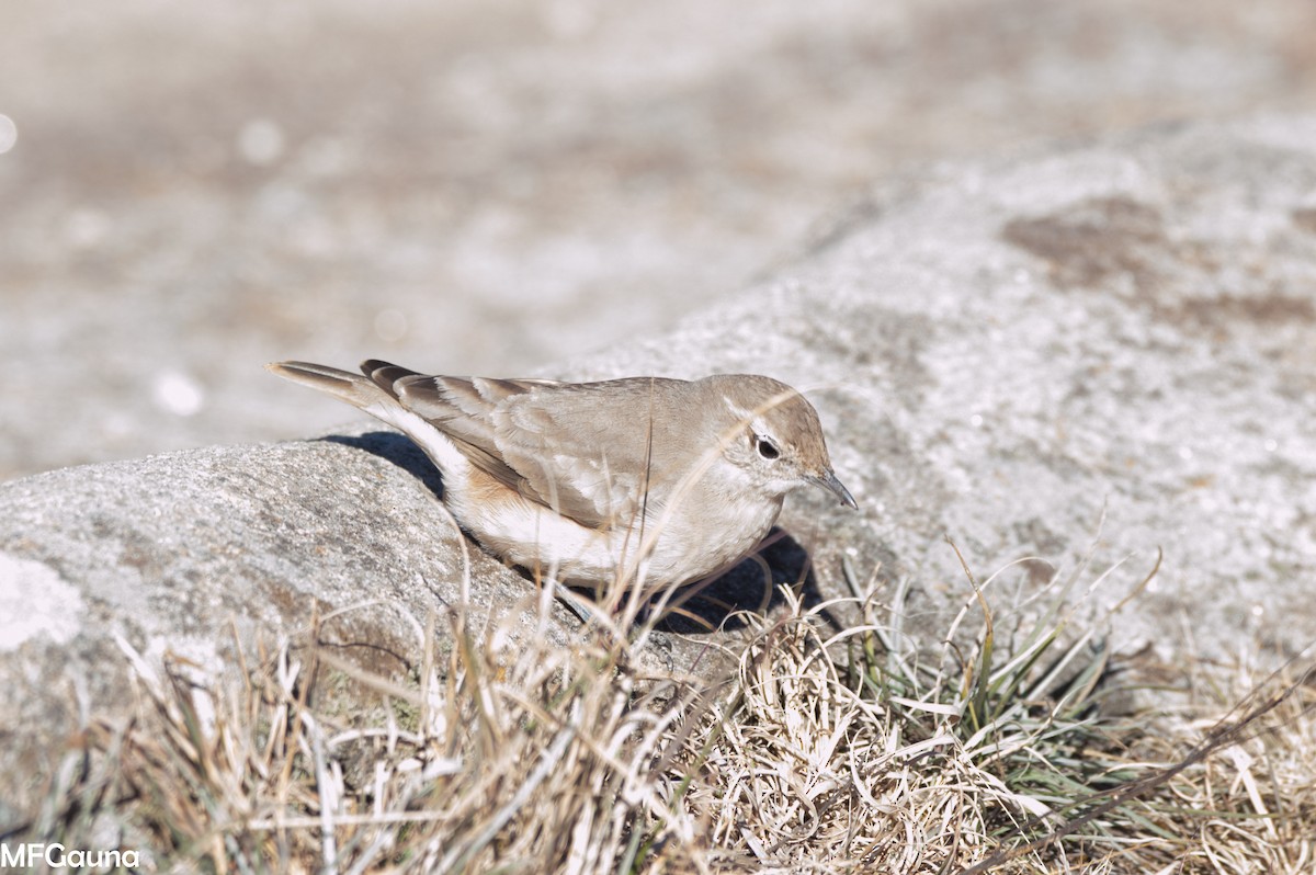 Rufous-banded Miner - ML638138533