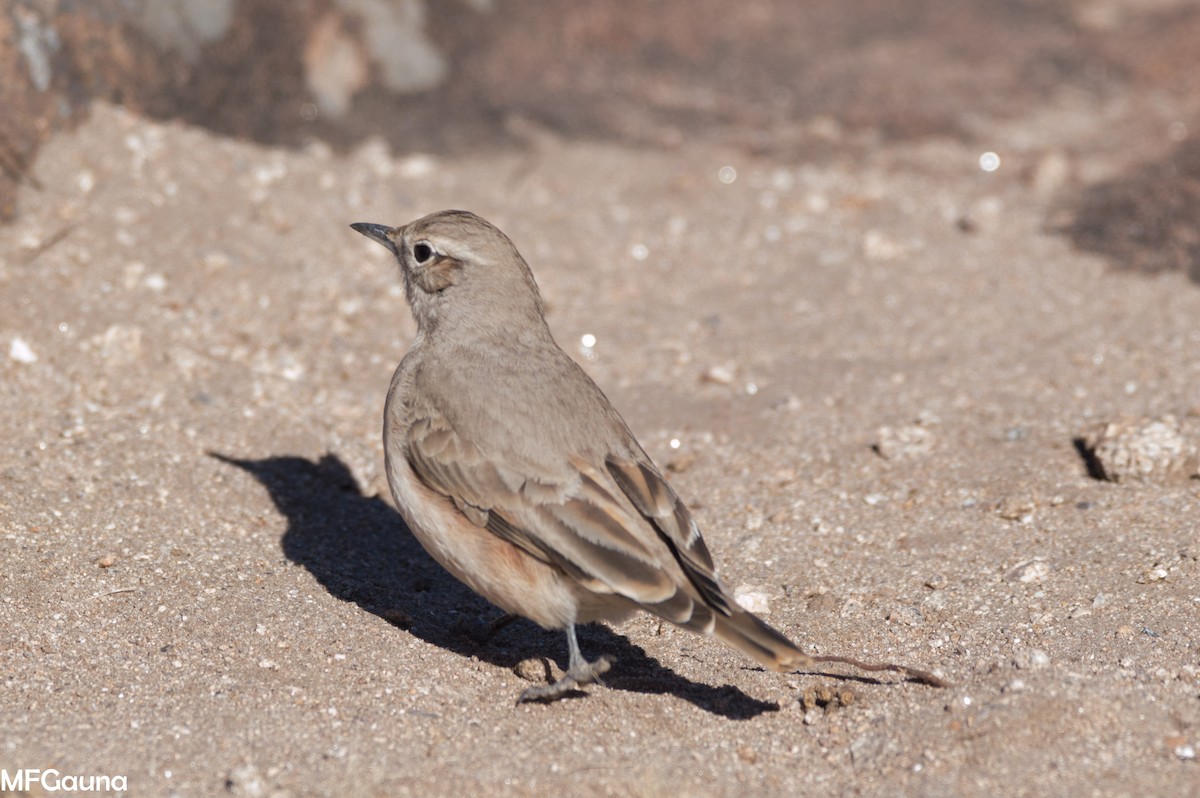 Rufous-banded Miner - ML638138534