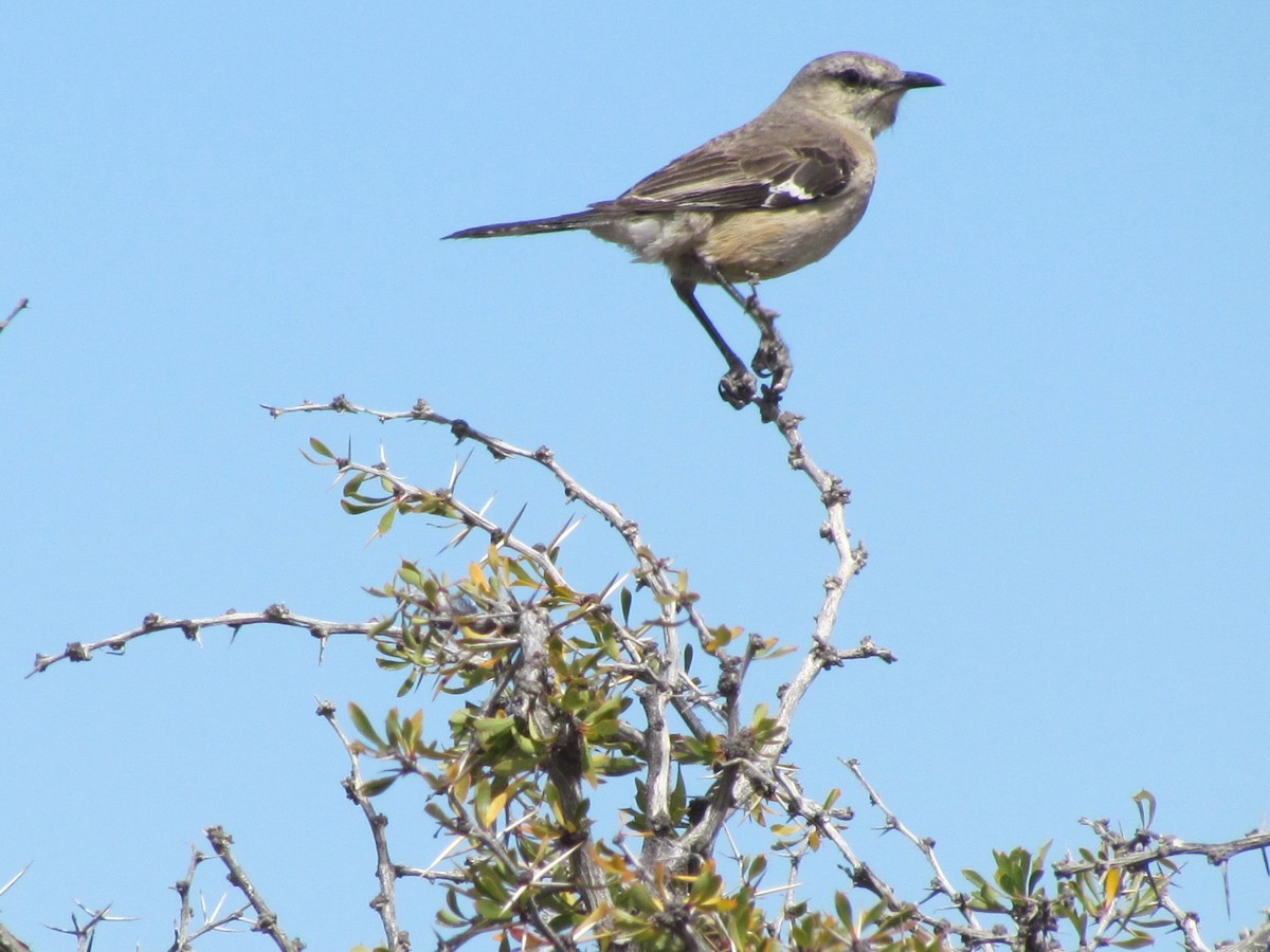 Patagonian Mockingbird - ML638138541