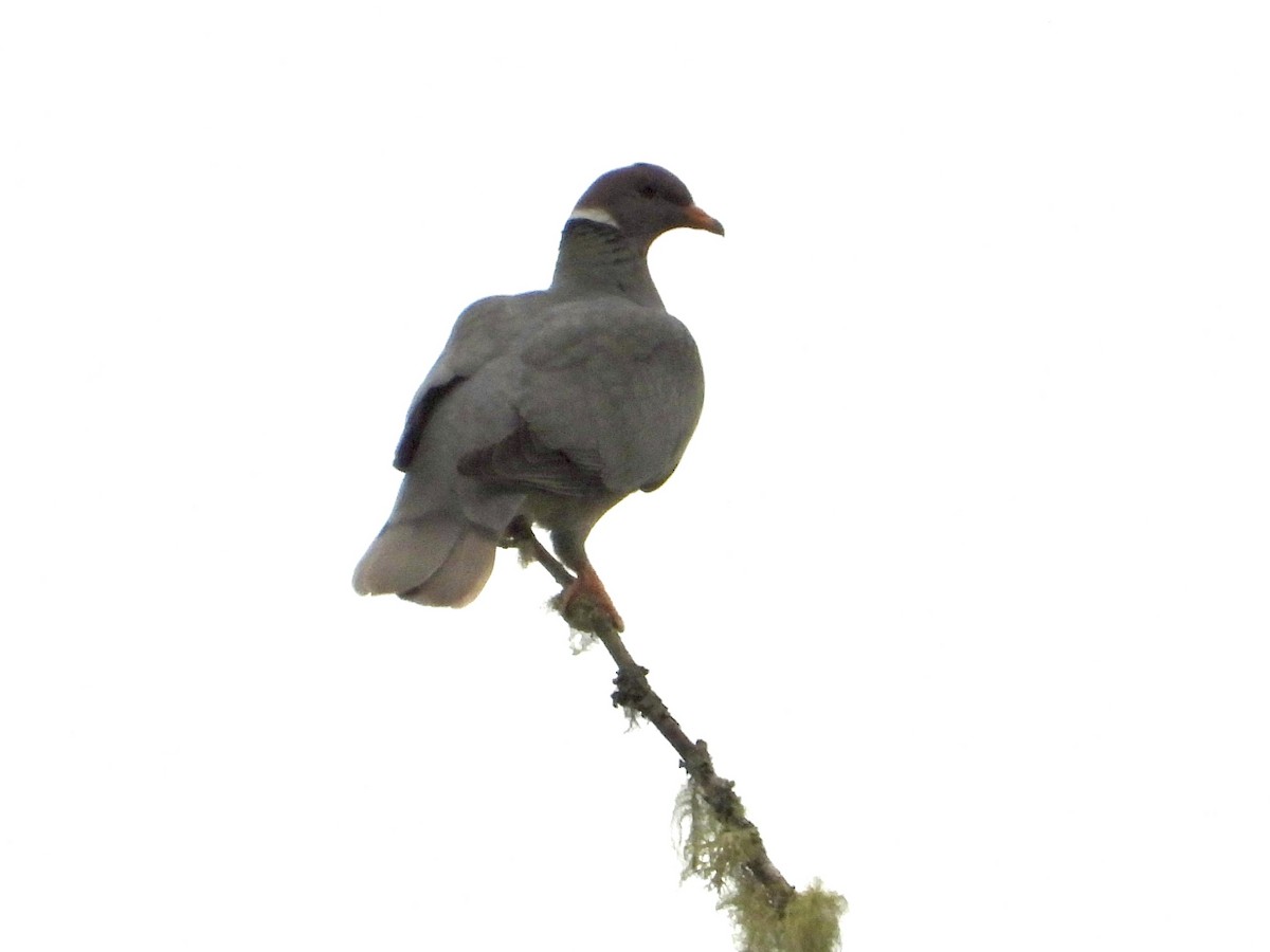 Band-tailed Pigeon - ML638138542