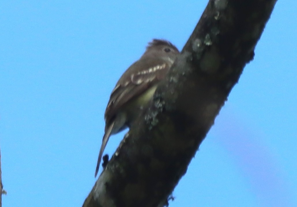 Yellow-bellied Elaenia - ML638138551