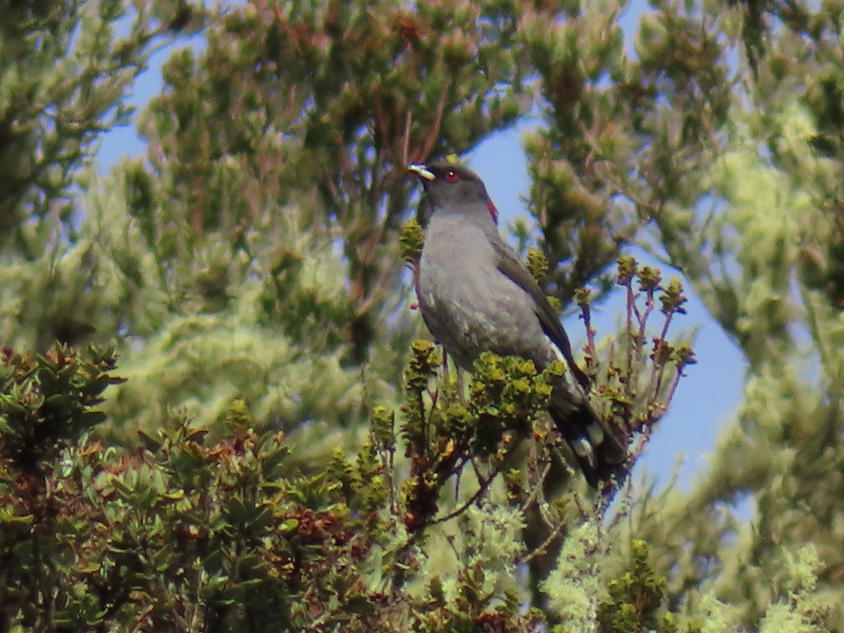 Red-crested Cotinga - ML638138563