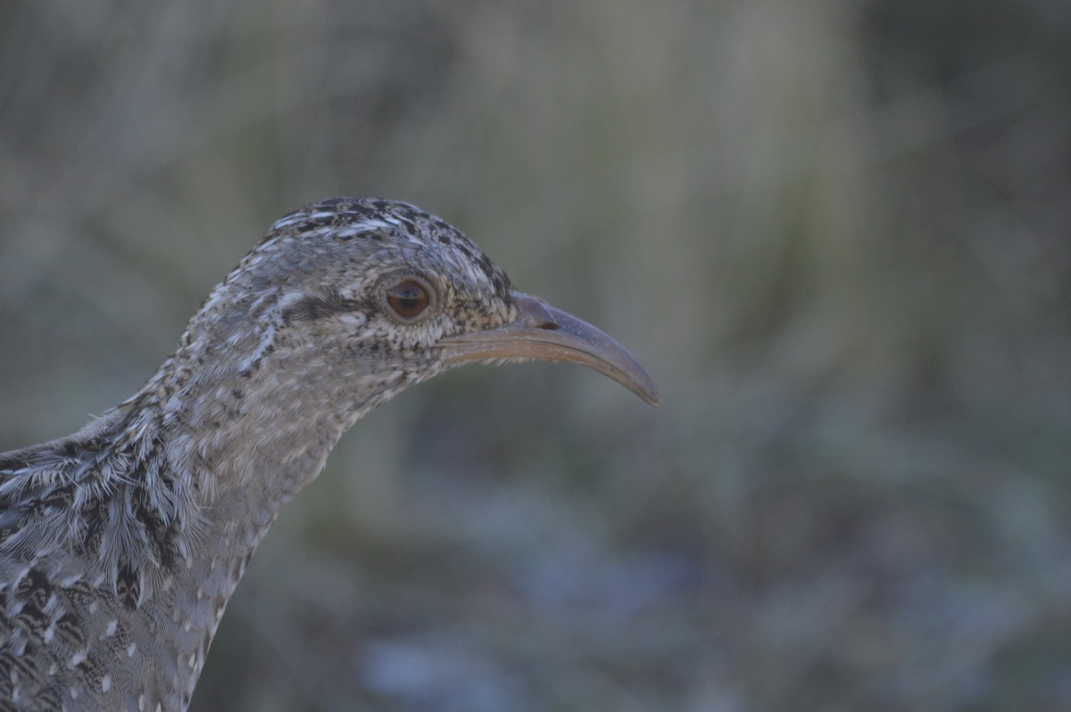 Andean Tinamou - ML638138572