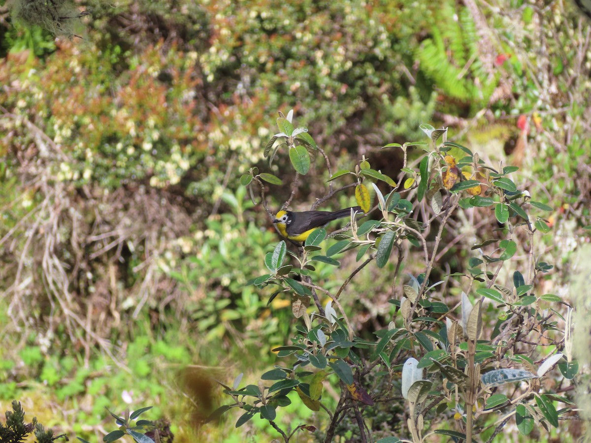Golden-fronted Redstart - ML638138595