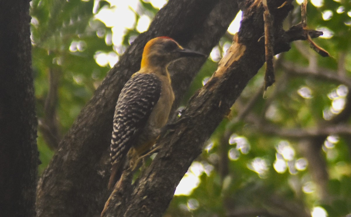 Hoffmann's Woodpecker - ML638138667
