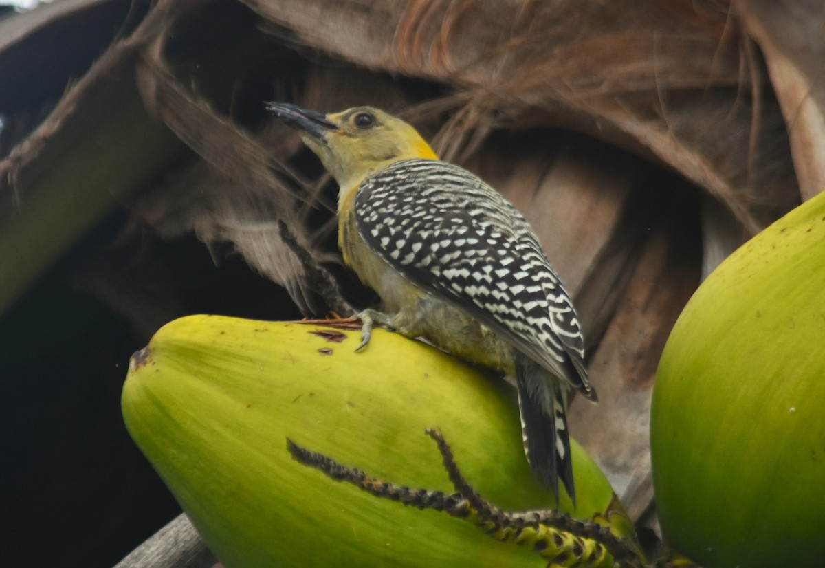 Hoffmann's Woodpecker - ML638138669