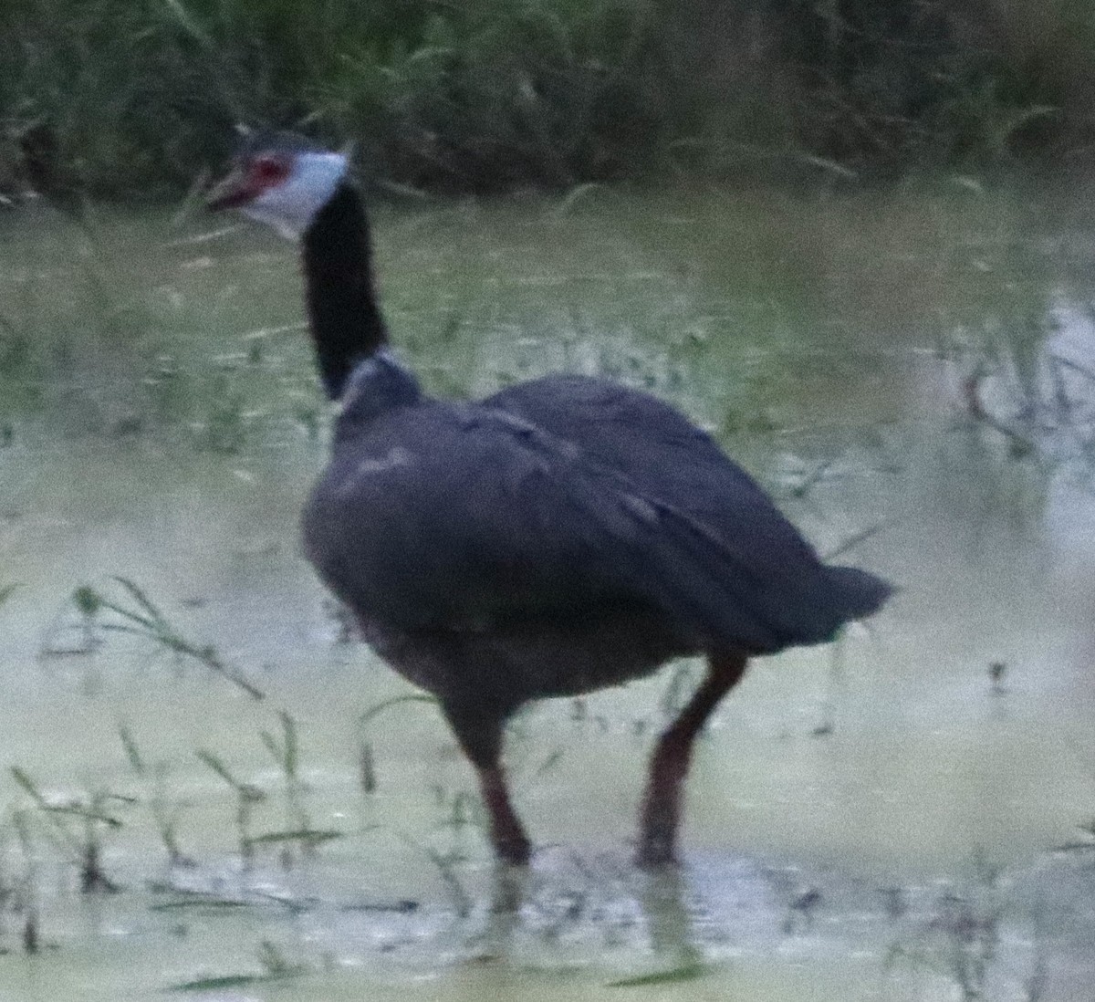 Northern Screamer - ML638138678