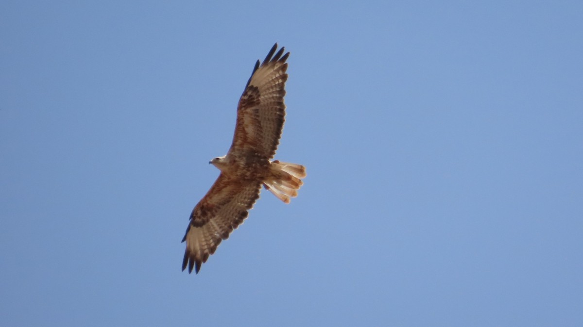 Long-legged Buzzard - ML638138713
