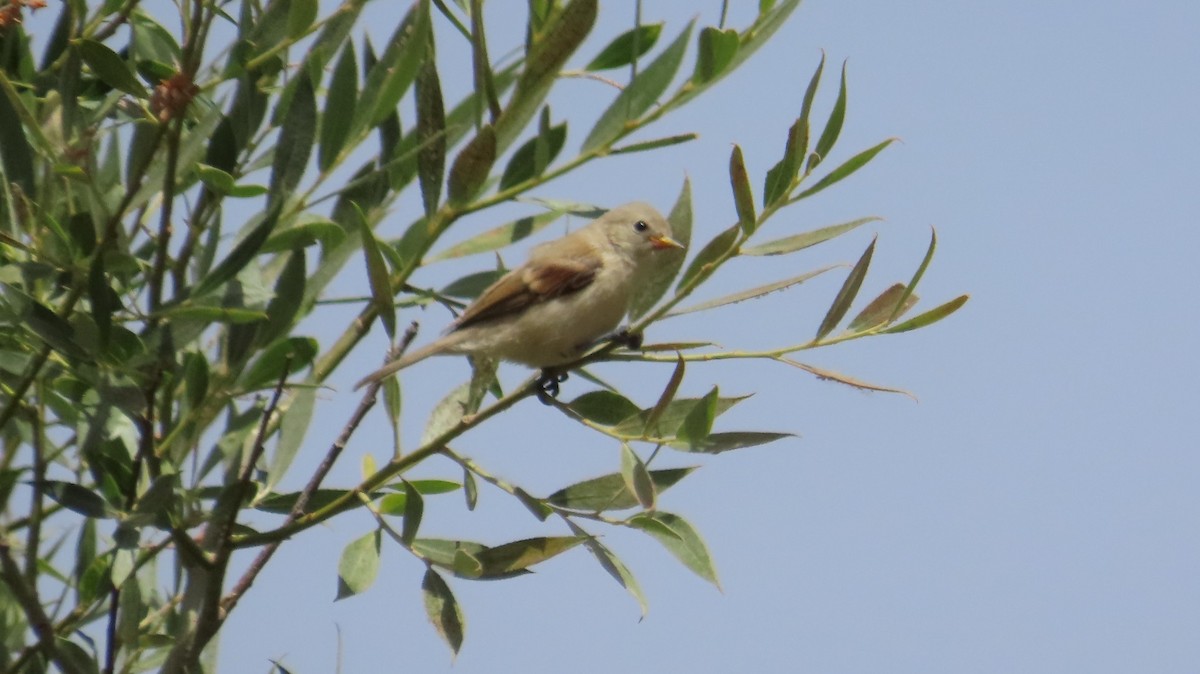 Eurasian Penduline-Tit - ML638138741