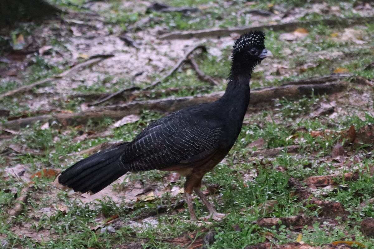 Blaulappenhokko - ML638138775