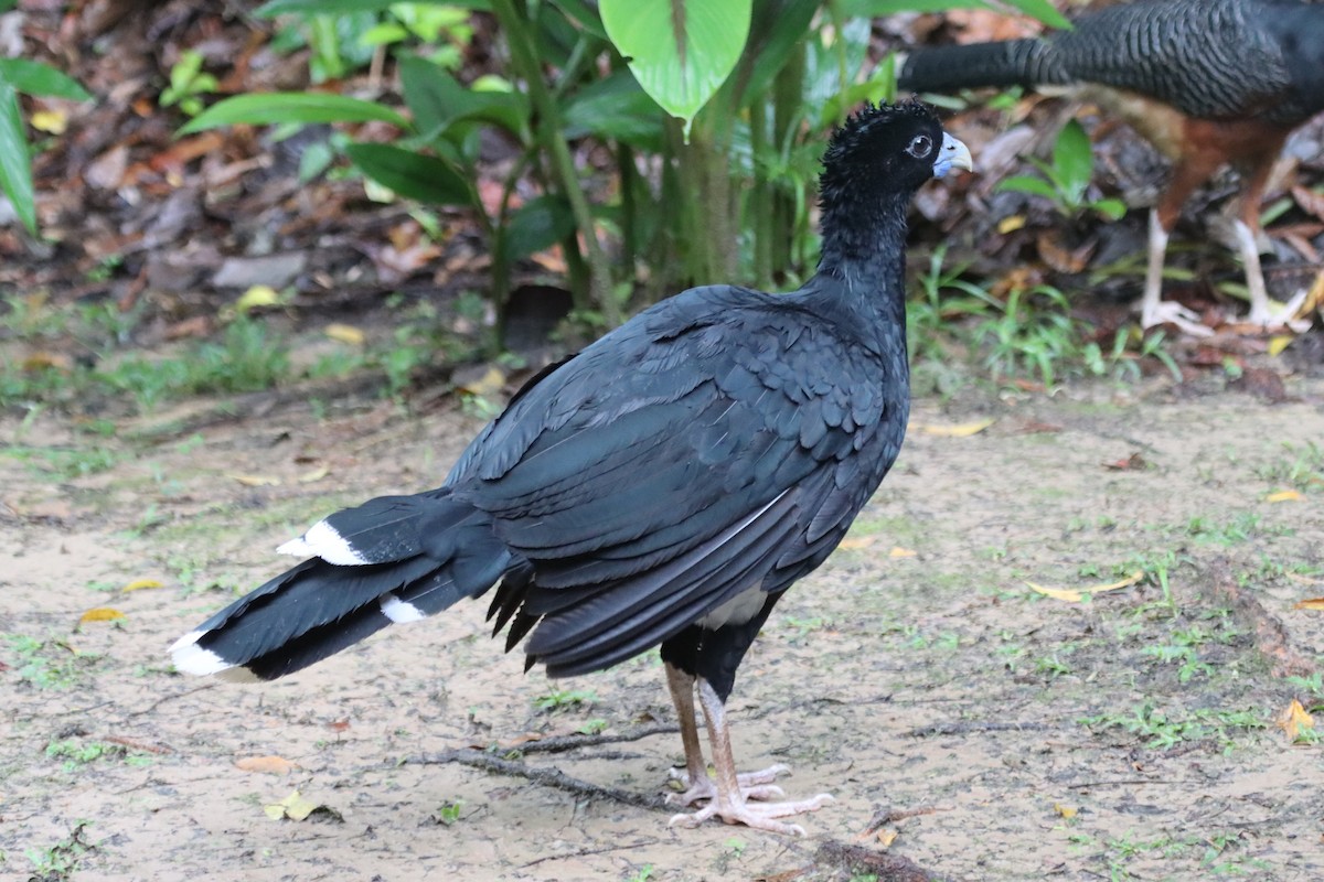 Blaulappenhokko - ML638138795