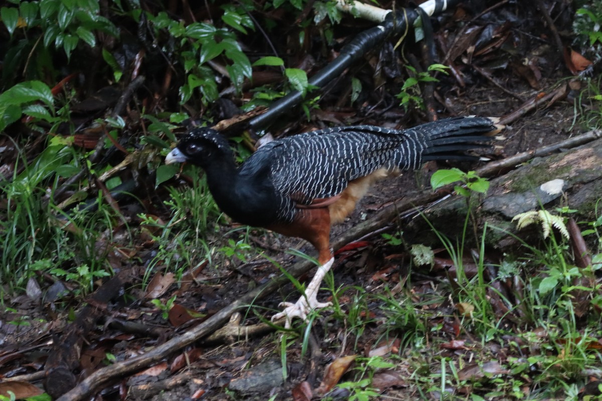 Blaulappenhokko - ML638138817