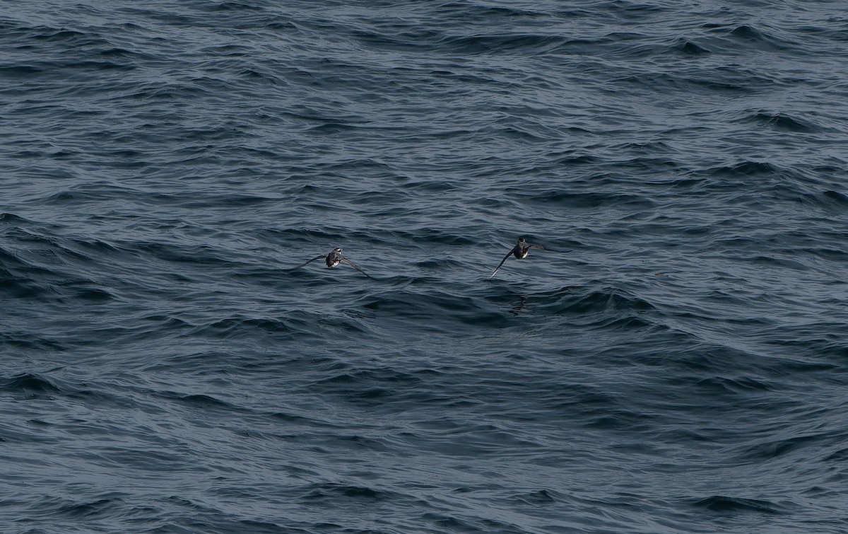 Ancient Murrelet - ML638138830