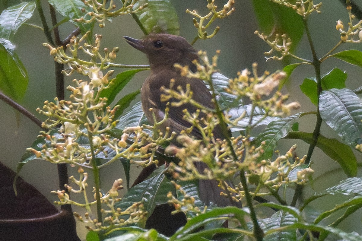 White-sided Flowerpiercer - ML638138844