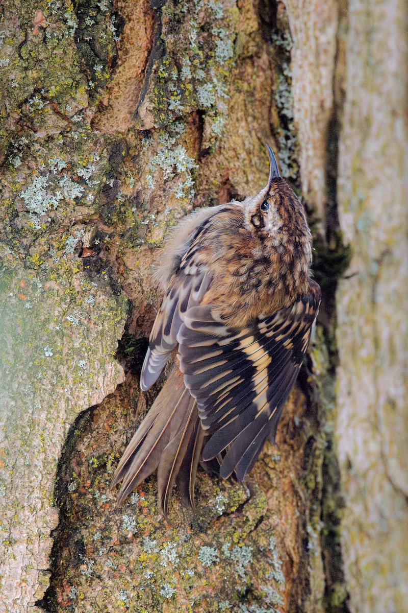 Brown Creeper - ML638138854