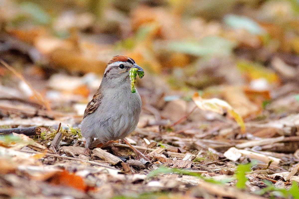 Chipping Sparrow - ML638138860