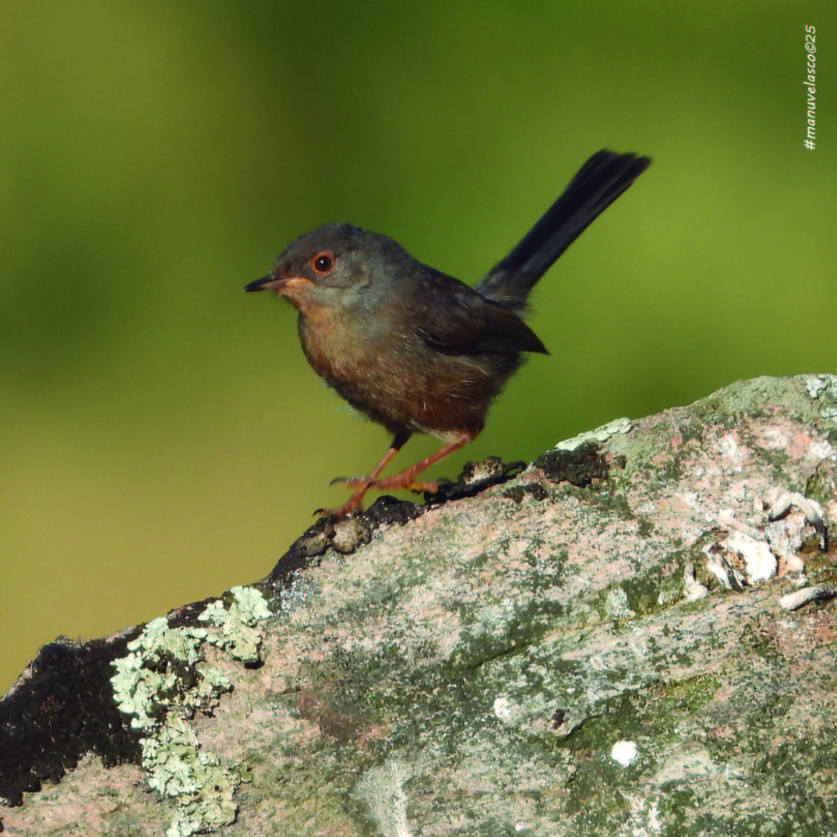 Dartford Warbler - ML638138865