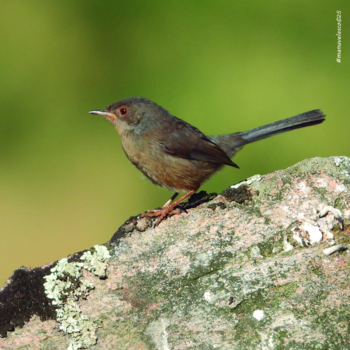Dartford Warbler - ML638138866