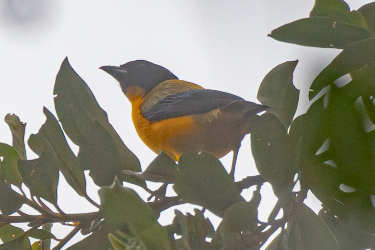 Black-chinned Mountain Tanager - ML638138878