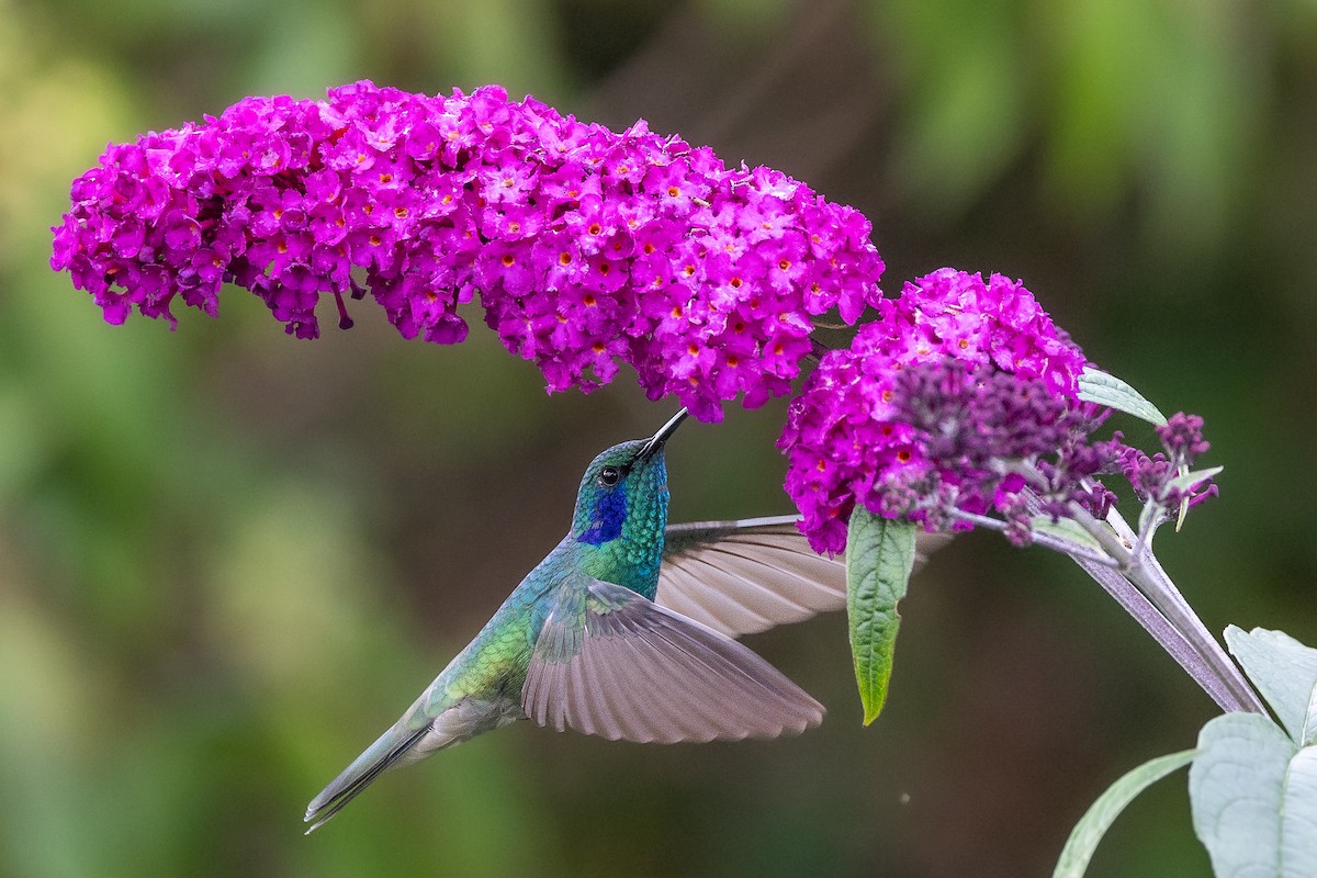 Lesser Violetear - ML638138881