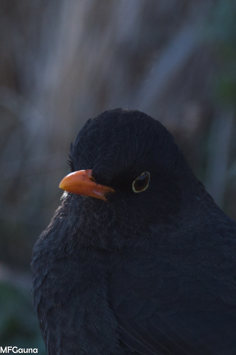 Chiguanco Thrush - ML638138946