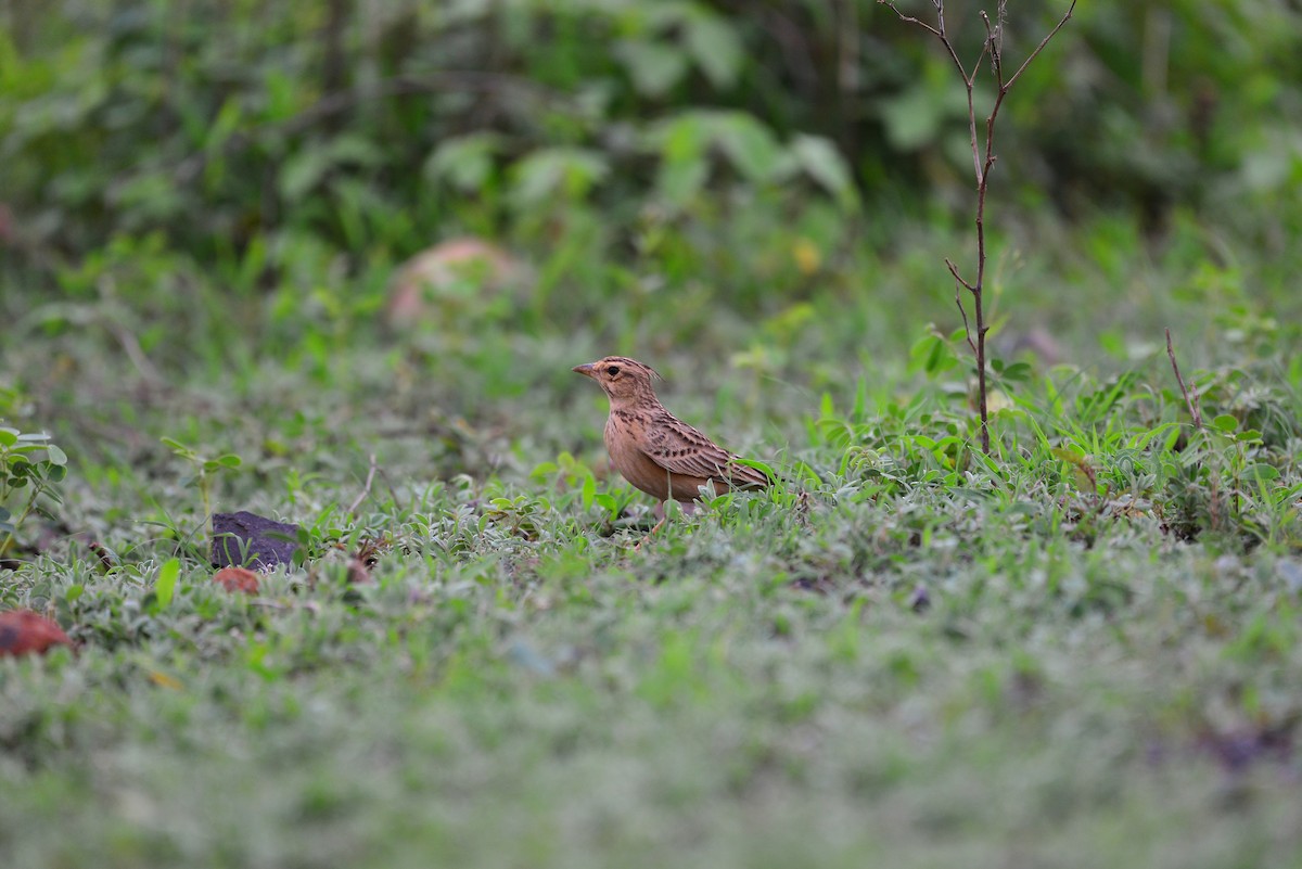 Tawny Lark - ML638138965