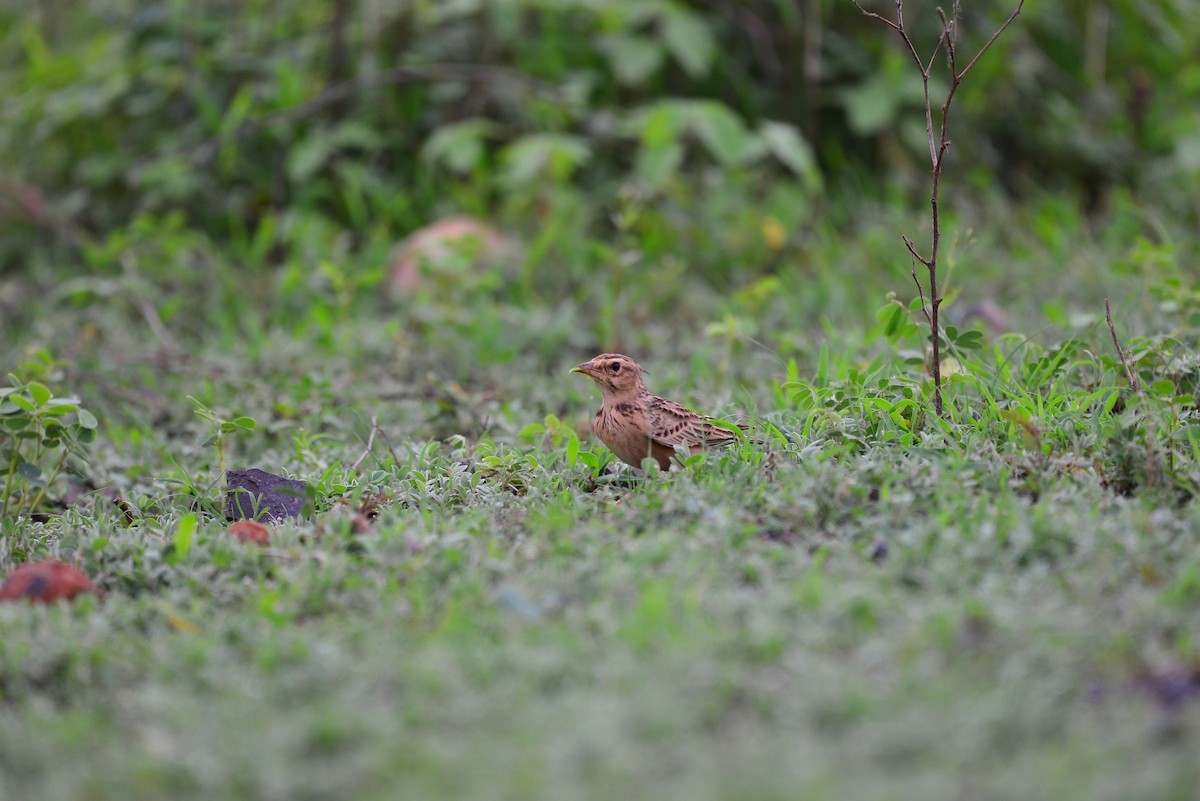 Tawny Lark - ML638138966