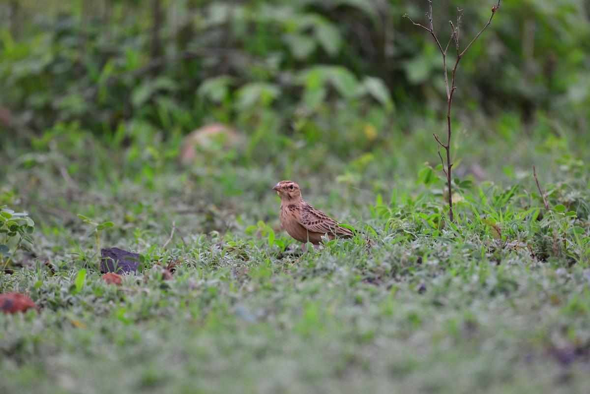 Tawny Lark - ML638138967