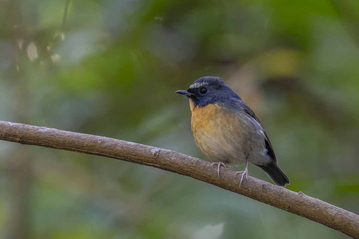 ムネアカヒタキ - ML638138972