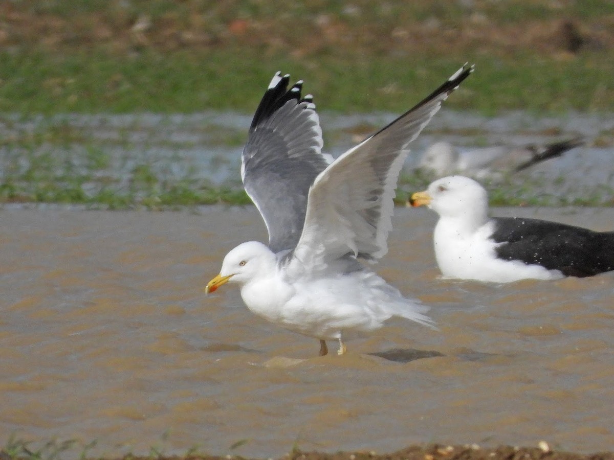 European Herring x Lesser Black-backed Gull (hybrid) - ML638138974