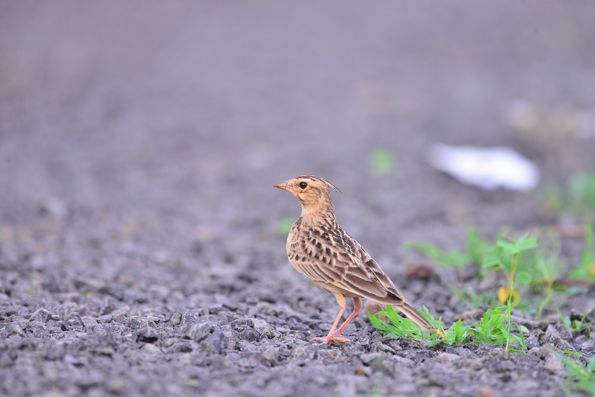 Tawny Lark - ML638138997