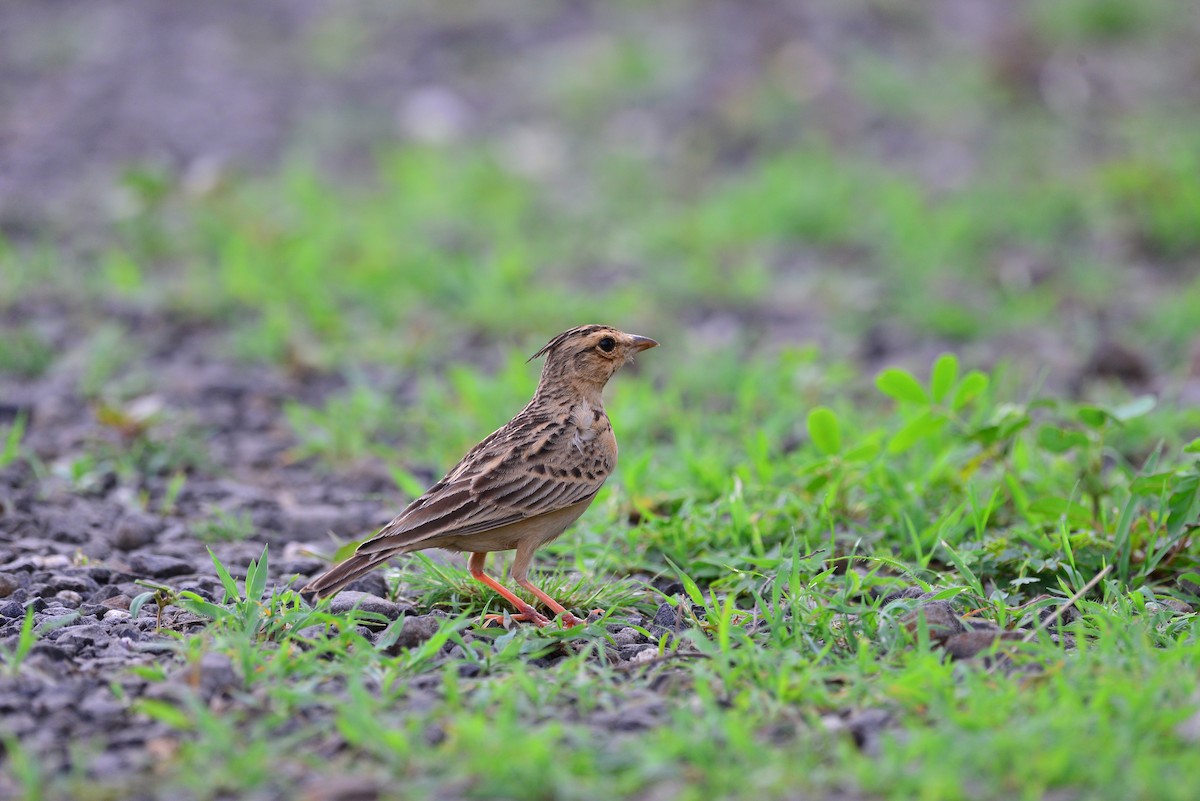 Tawny Lark - ML638139001