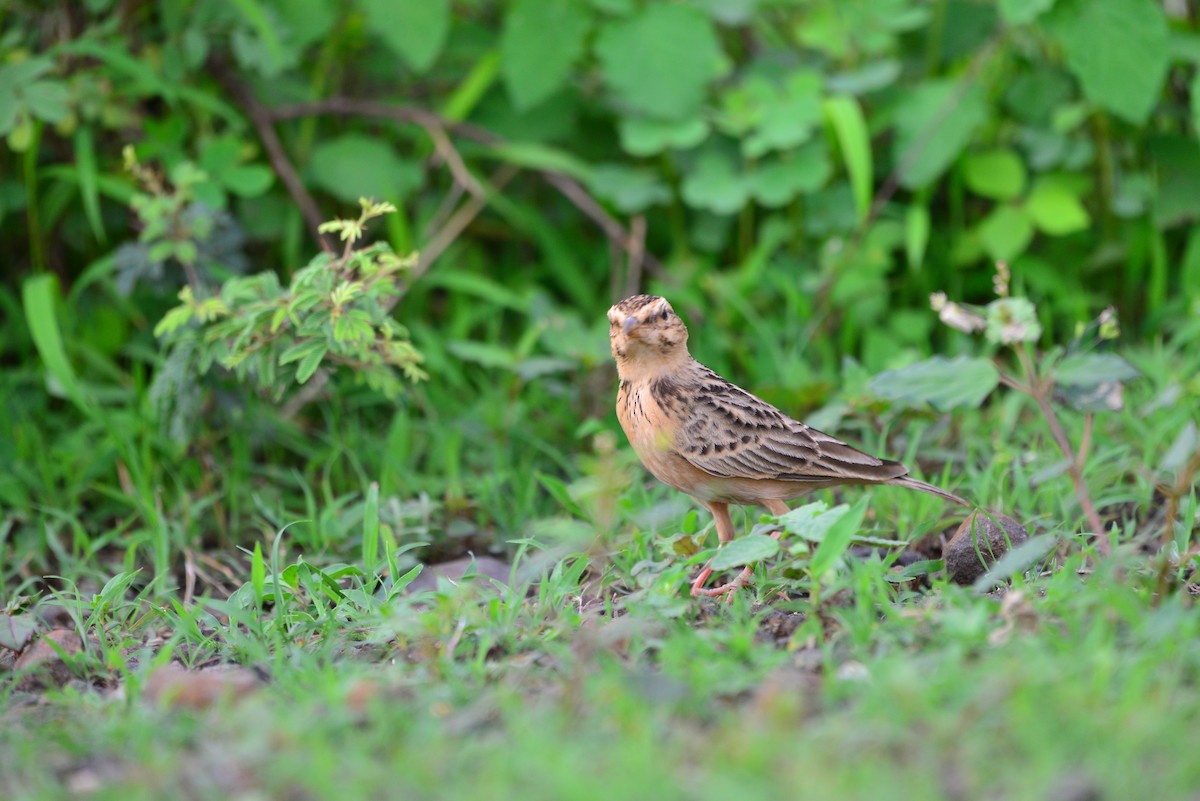Tawny Lark - ML638139002